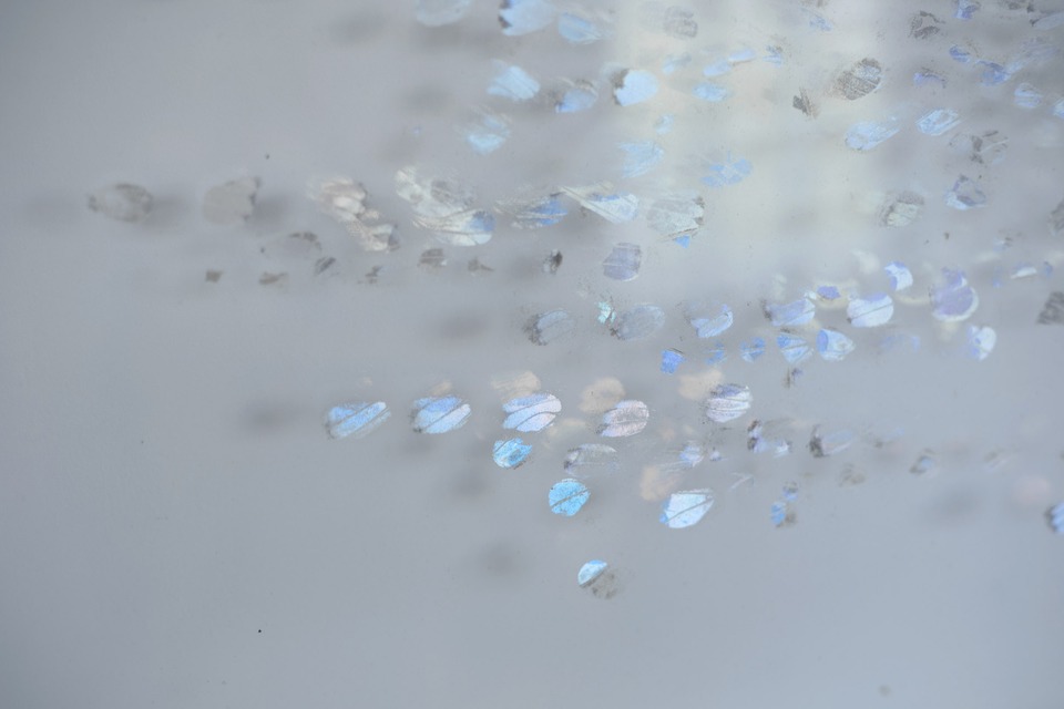 Perrine Lievens, Selected Works

Detail shot: *Empreintes 6*, 2016

powder of the morpho’s wings
60 x 70 cm
von Bartha, Basel, Showroom, 2018