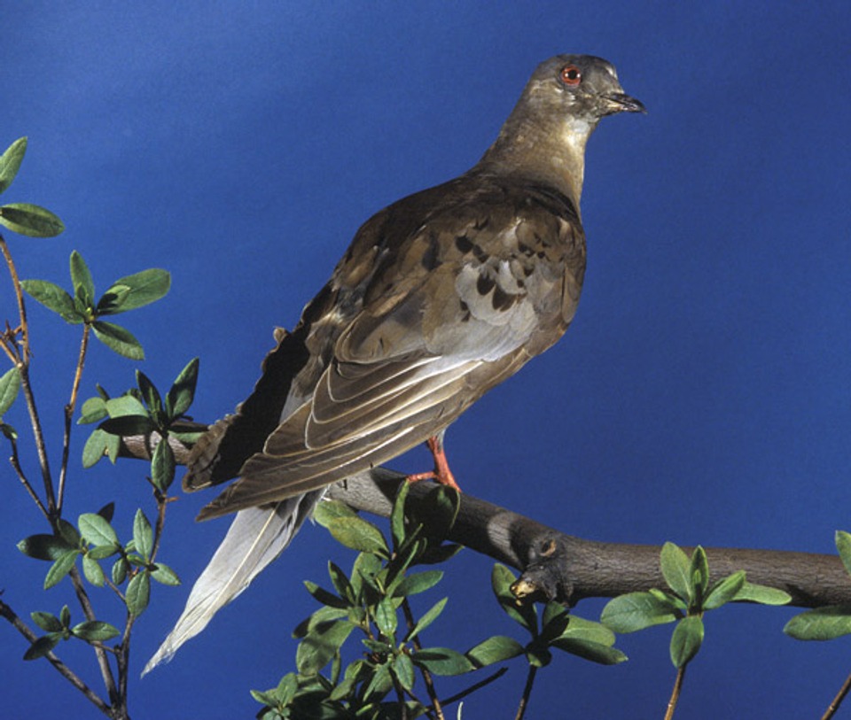 The last remaining passenger pigeon, a female named Martha, died in captivity at the Cincinnati Zoo (USA) on September 1, 1914. Photograph by Carl Hansen, Smithsonian Institution, 1985
